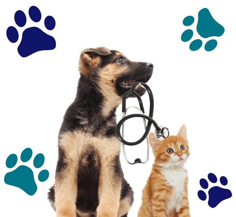 CONTACTO CLINICA VETERINARIA CAMEROS PEDIR CITA CLÍNICA VETERINARIA CAMEROS